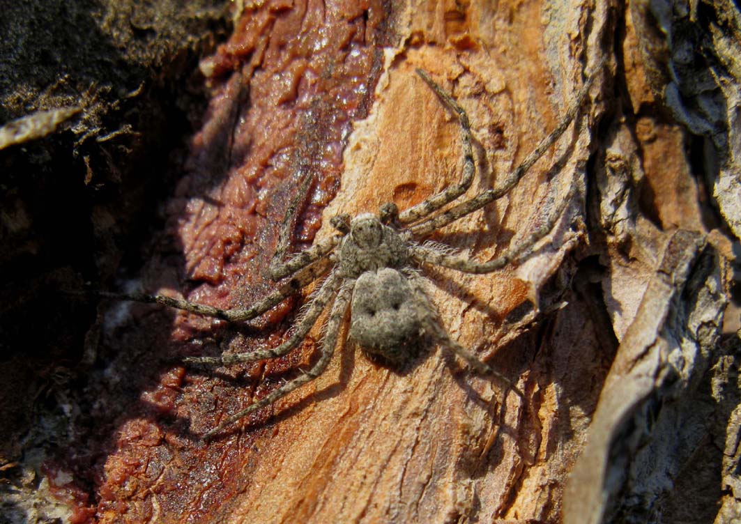 Philodromus margaritatus